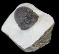 Scabriscutellum Trilobite - Issimour #39091-7